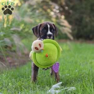 Lacy, Boxer Puppy